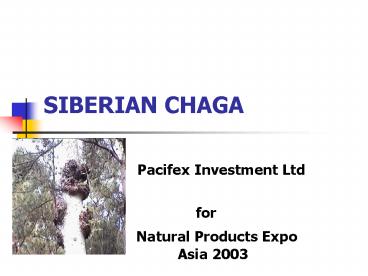 SIBERIAN CHAGA
