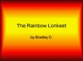 The Rainbow Lorikeet PowerPoint PPT Presentation