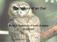 The Nature of an Owl PowerPoint PPT Presentation