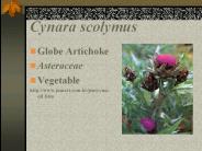 Cynara%20scolymus