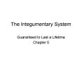 The Integumentary System PowerPoint PPT Presentation