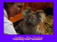 Saving%20the%20KoalaS