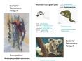 Order: Diprotodontia PowerPoint PPT Presentation