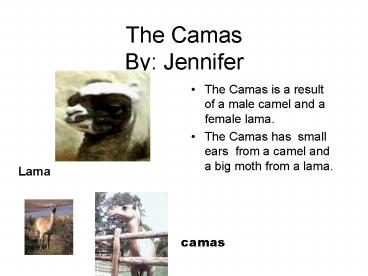 The Camas By: Jennifer