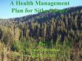 A Health Management Plan for Sitka Spruce PowerPoint PPT Presentation
