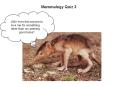 Mammalogy%20Quiz%203 PowerPoint PPT Presentation