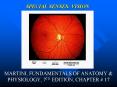 SPECIAL SENSES: VISION PowerPoint PPT Presentation
