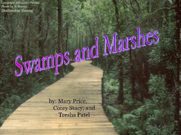 Swamps and Marshes
