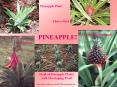 Field of Pineapple Plants with Developing Fruit PowerPoint PPT Presentation