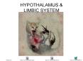 HYPOTHALAMUS PowerPoint PPT Presentation