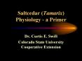 Saltcedar Tamarix Physiology a Primer PowerPoint PPT Presentation