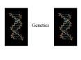 Genetics PowerPoint PPT Presentation