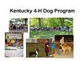 Kentucky 4H Dog Program PowerPoint PPT Presentation