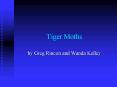 Tiger Moths PowerPoint PPT Presentation