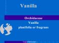 Vanilla PowerPoint PPT Presentation