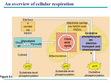 An overview of cellular respiration