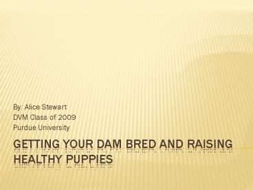 Getting your Dam Bred and Raising Healthy Puppies