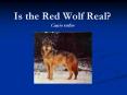 Is%20the%20Red%20Wolf%20Real?%20Canis%20rufus PowerPoint PPT Presentation