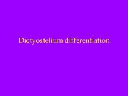 Dictyostelium differentiation