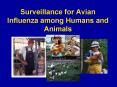 Surveillance for Avian Influenza among Humans and Animals PowerPoint PPT Presentation