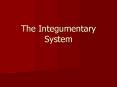 The Integumentary System PowerPoint PPT Presentation