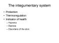 The integumentary system PowerPoint PPT Presentation