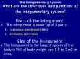 The Integumentary System PowerPoint PPT Presentation