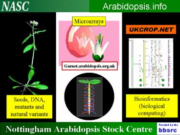 Arabidopsis'info