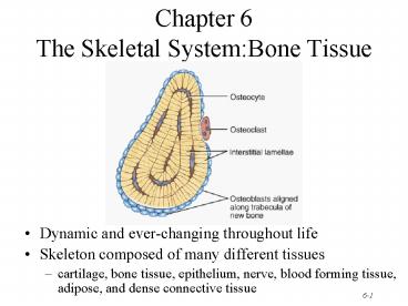 Chapter 6 The Skeletal System:Bone Tissue