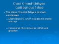 Class Chondrichthyes: cartilaginous fishes PowerPoint PPT Presentation