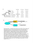 Supplementary figure 1' a Phylogeny of the wild species in series Sativae of Oryza A genome with inf PowerPoint PPT Presentation