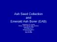 Ash Seed Collection and Emerald Ash Borer (EAB) PowerPoint PPT Presentation