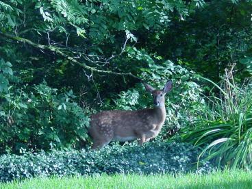 EvidenceBased Medicine and Health Information Systems especially CDSSs: