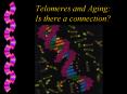 Telomeres and Aging: Is there a connection? PowerPoint PPT Presentation