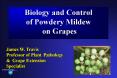 Biology and Control of Powdery Mildew on Grapes PowerPoint PPT Presentation