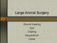 Large Animal Surgery PowerPoint PPT Presentation