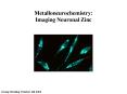 Metalloneurochemistry: Imaging Neuronal Zinc PowerPoint PPT Presentation