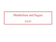Metabolism and Sugars 4/2/03