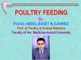 POULTRY%20FEEDING%20By%20Prof.Dr.ABDEL-BASET%20N.S.AHMED%20Prof.%20of%20Poultry%20 PowerPoint PPT Presentation