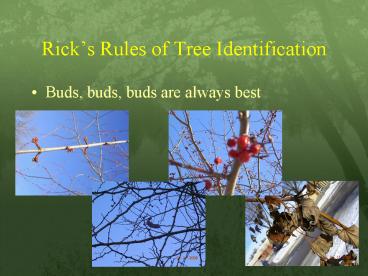 Ricks Rules of Tree Identification