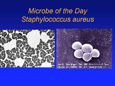 Microbe of the Day Staphylococcus aureus