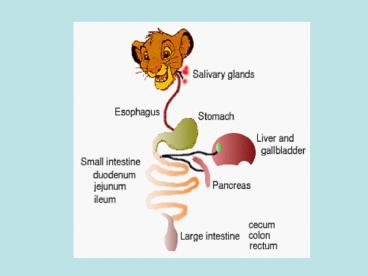 Gastrointestinal Tract of Poultry Simple Stomached