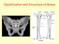 Classification and Structure of Bones PowerPoint PPT Presentation