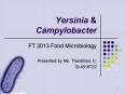 Yersinia PowerPoint PPT Presentation