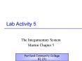 Lab Activity 5 PowerPoint PPT Presentation