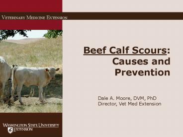 Beef Calf Scours: Causes and Prevention