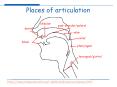 Places of articulation PowerPoint PPT Presentation