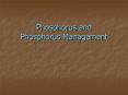 Phosphorus and Phosphorus Management PowerPoint PPT Presentation
