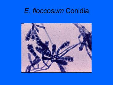 E' floccosum Conidia
