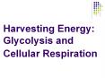 Harvesting Energy: Glycolysis and Cellular Respiration PowerPoint PPT Presentation